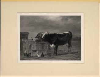 Vaches à l'abreuvoir