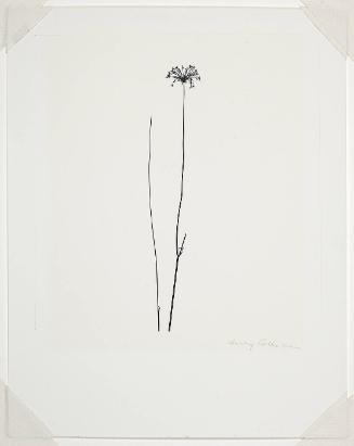 Weed Against Sky, Detroit