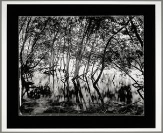 Trees in Water at Outflow of Unnamed Tributary, Brunswick, Maine