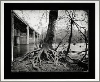 Trees and Roots, Percival's Island, Lynchburg, Virginia