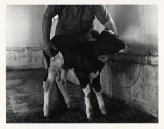 New-born calf