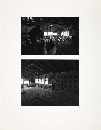 The Chicken House: The Flock at  Afternoon Chores & Abandoned after Blindness
