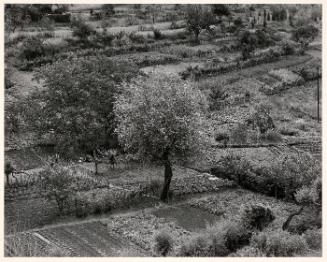 The Hint That Is A Garden: Siena, Italy