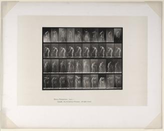 Animal Locomotion, Plate #491