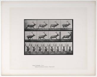 Animal Locomotion, Plate #695