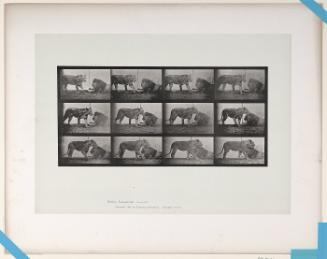 Animal Locomotion, Plate #727