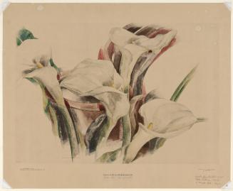 Calla Lilies