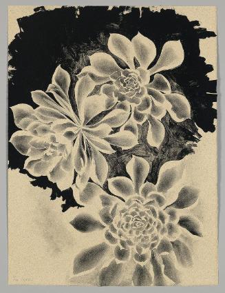 Succulents (TAM.1475, Three Succulents on Dark Background)