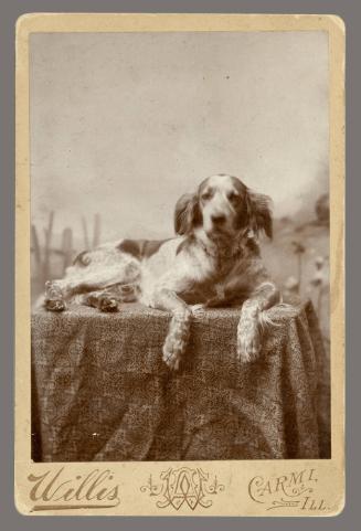 untitled [Portrait of a dog]