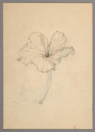 Sketch of a flower