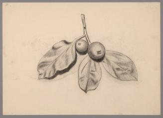 Sketch of berries and leaves