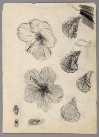 Study of flowers