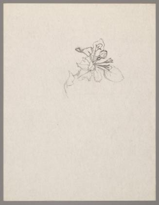 Sketch of a flower