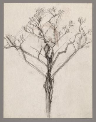 Sketch of a tree